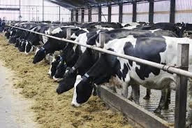 For Big dairy business applications (40-100animal)